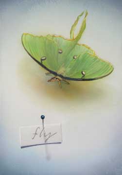 Fly, 2008, watercolor 