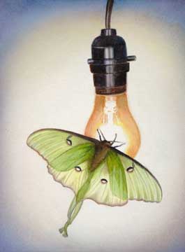 Alight, 2012, watercolor