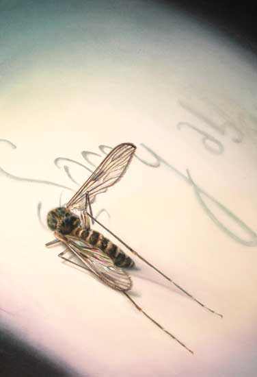 Realistic watercolor painting