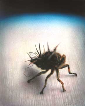 Spikey, 2005, watercolor